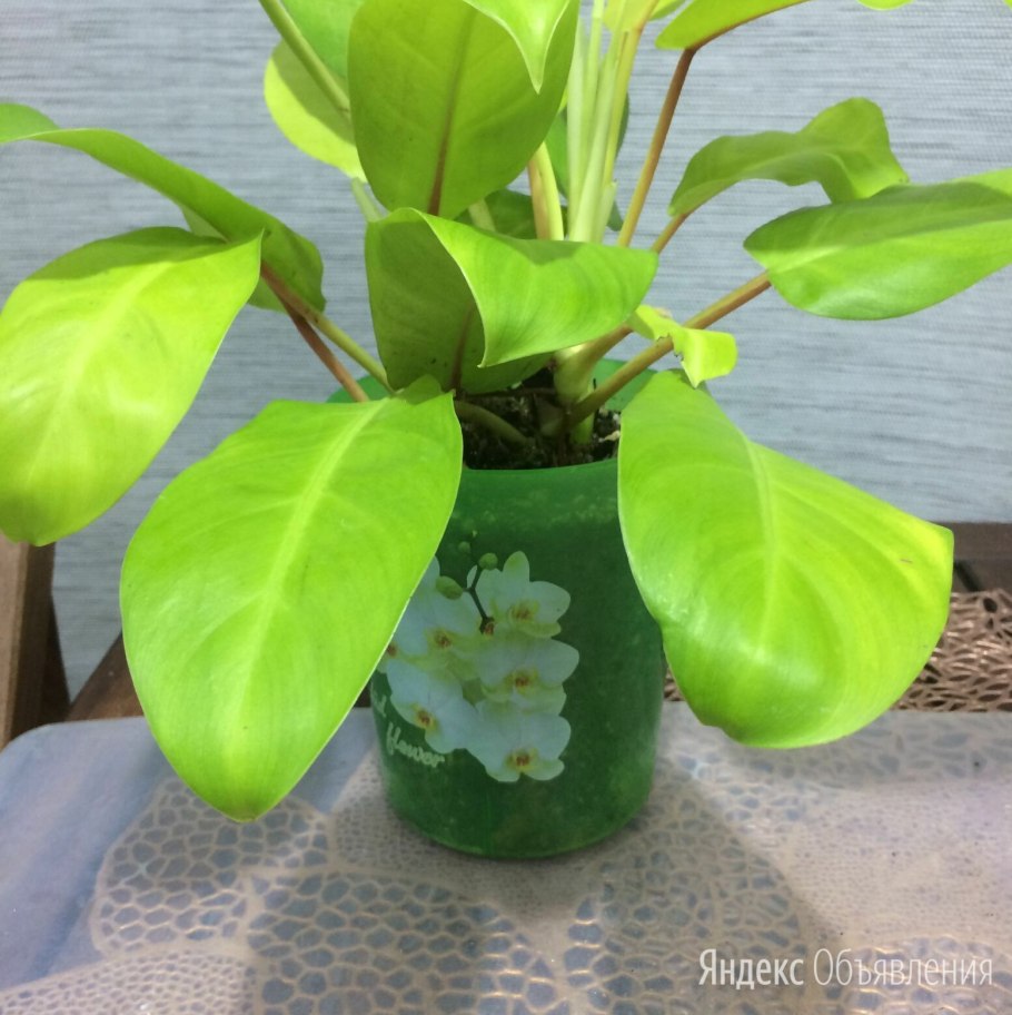 Фил Голд лок