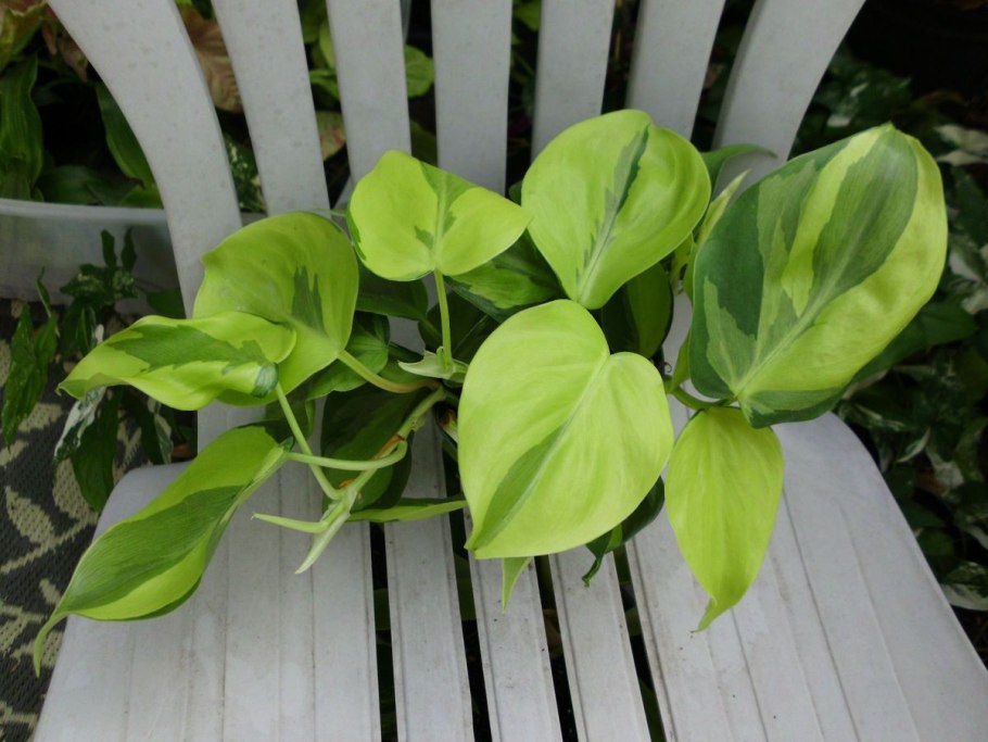 Hoya globulosa Хойя глобулоза