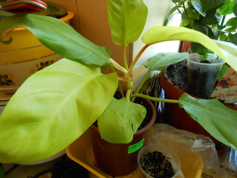 Филодендрон стебель