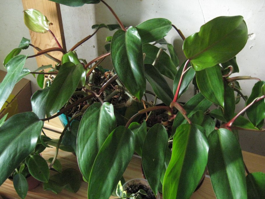 Филодендрон Голди