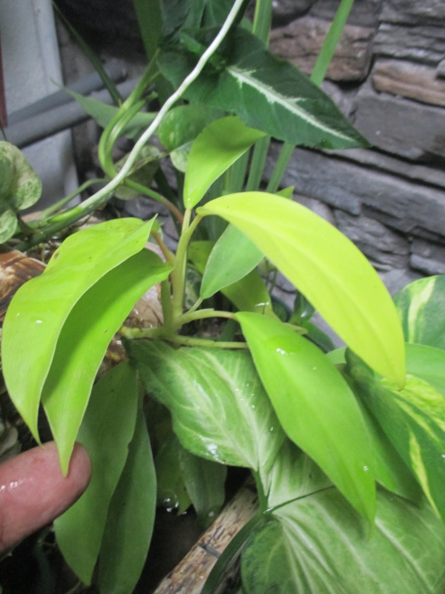 Филодендрон Лемон лайм