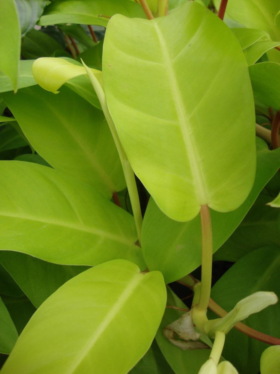 Филодендрон Малай Голд