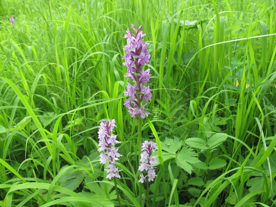 *Кокушник ароматнейший Gymnadenia odoratissima