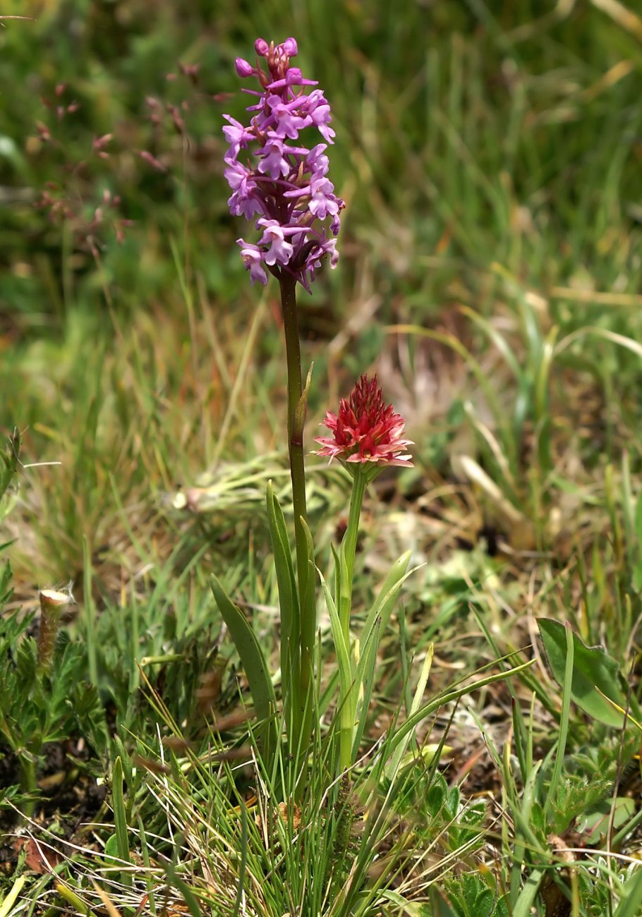 Кокушник длиннорогий (Gymnadenia conopsea