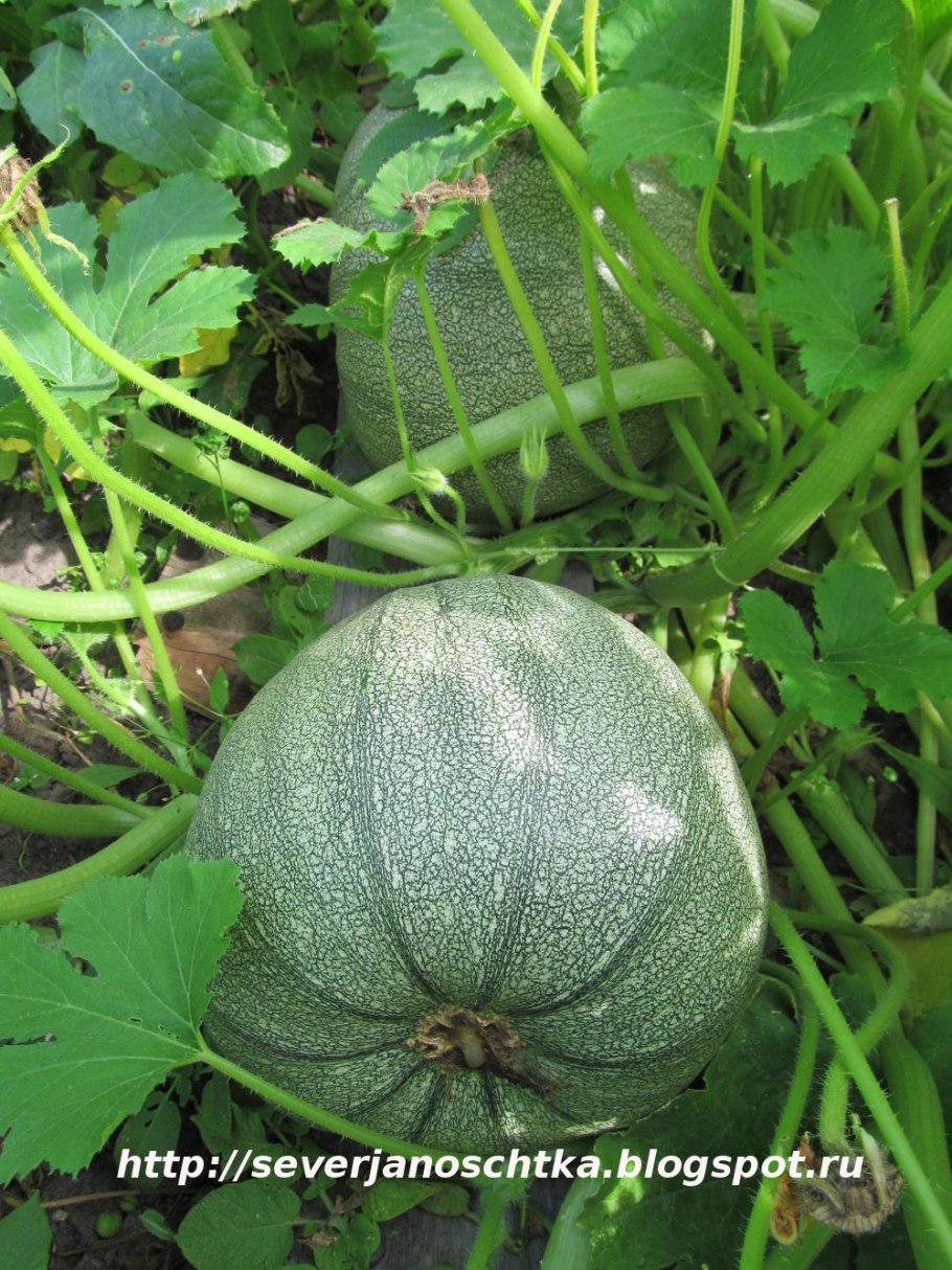 Тыква обыкновенная (Cucurbita Pepo)