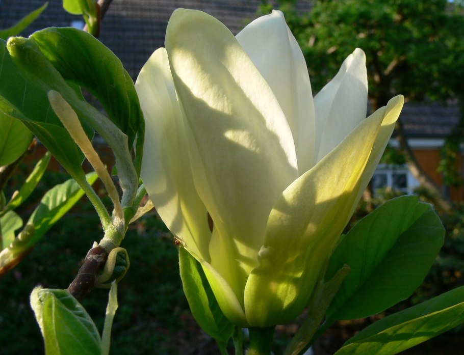 Магнолия Бруклинская Йеллоу бёрд