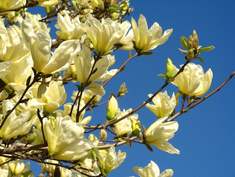 Магнолия Yellow River