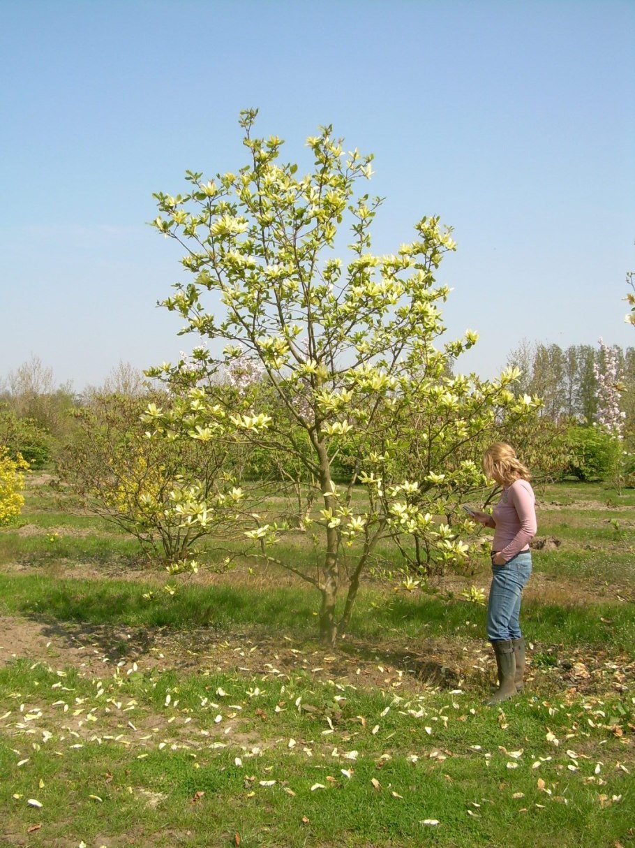 Магнолия Йеллоу Ривер