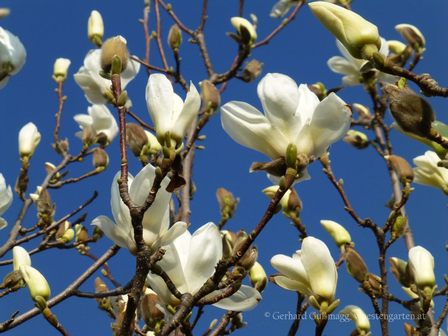 Магнолия Баттерфляй