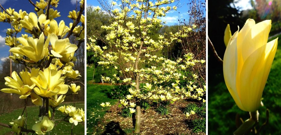 Магнолия Yellow River