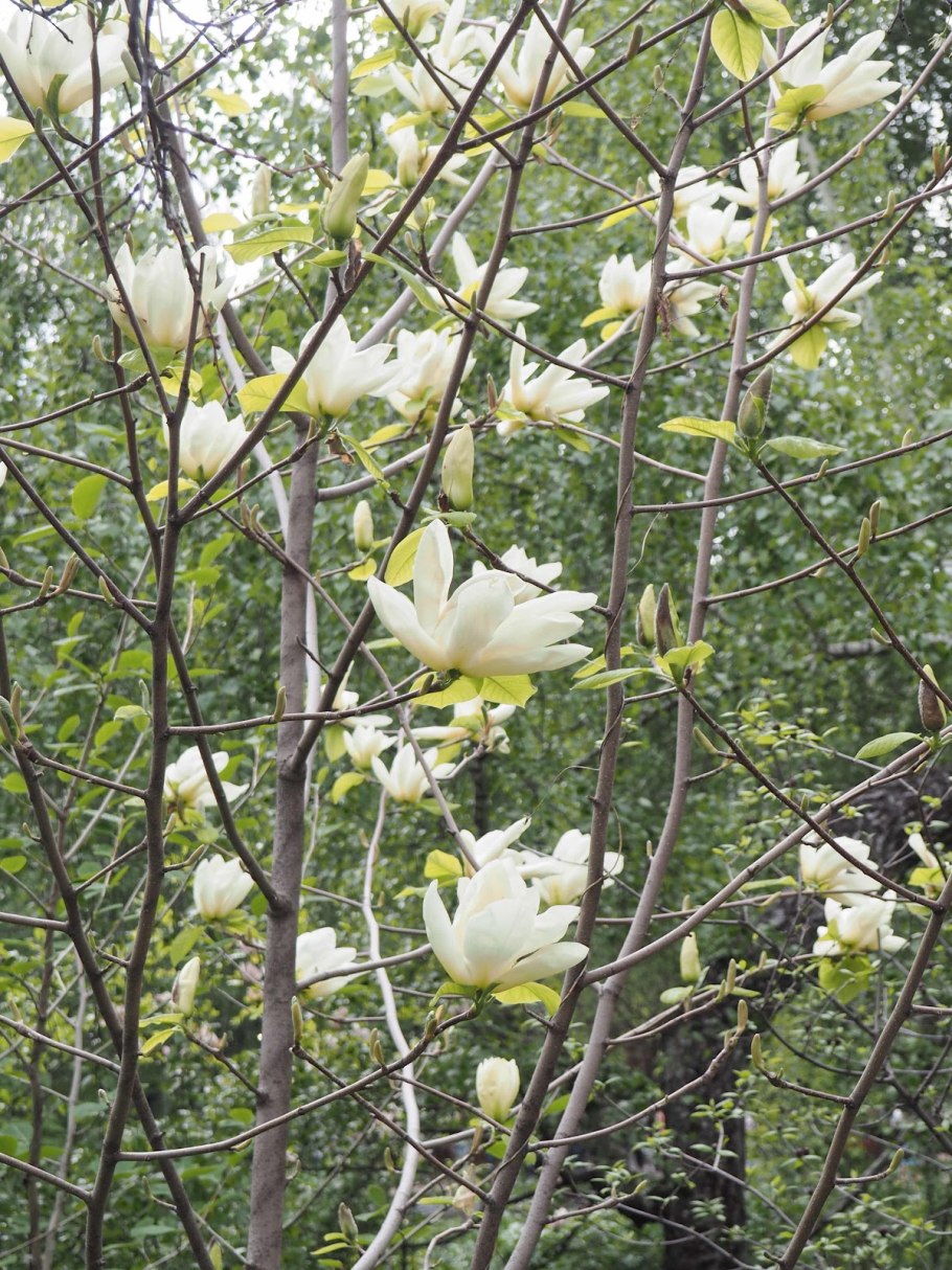 Магнолия Бруклинская Йеллоу бёрд