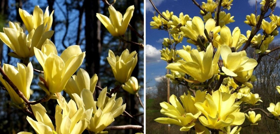 Magnolia denudata Yellow River