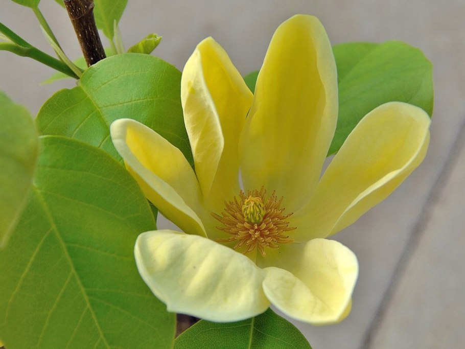Magnolia denudata Yellow River 'Fei Huang'