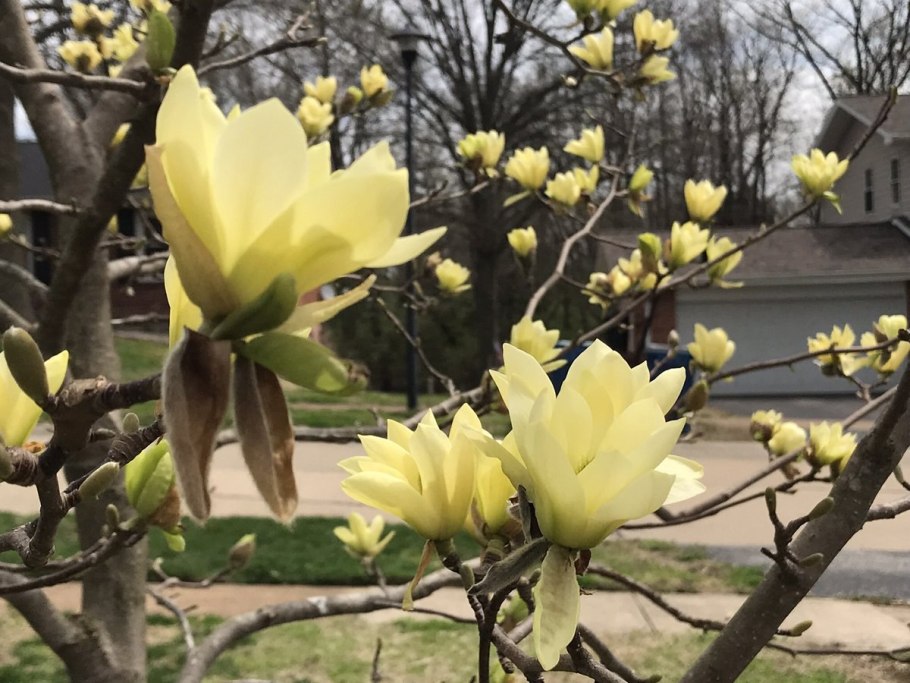 Магнолия Денудата Йеллоу Ривер