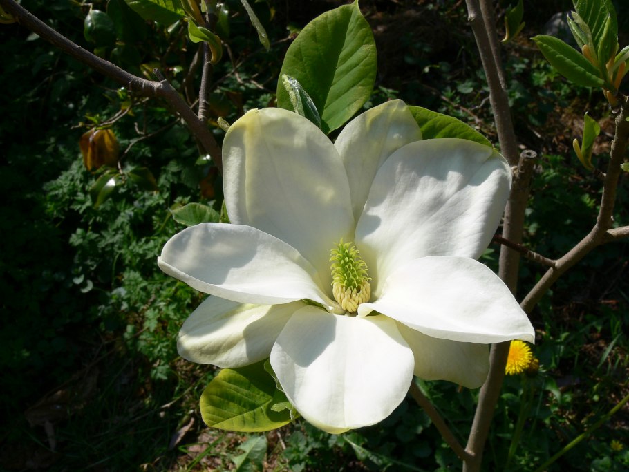 Магнолия Еллоу Берд