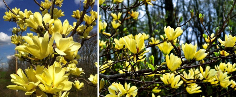 Магнолия Yellow River