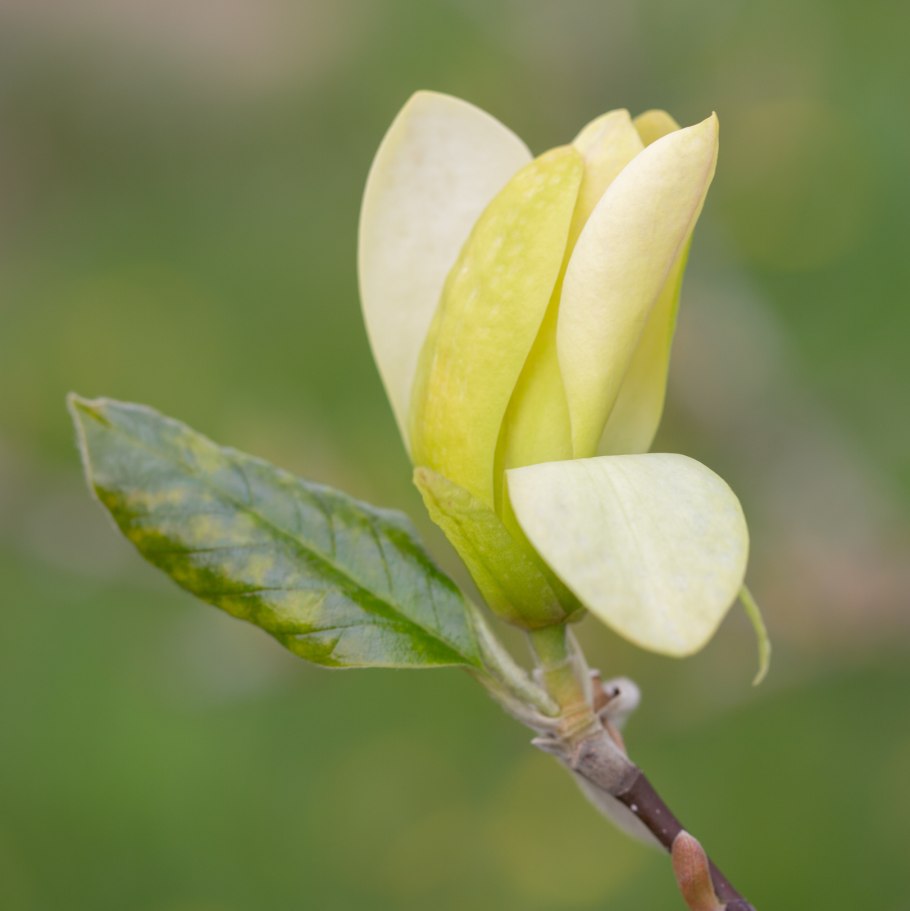 Магнолия йеллоу берд