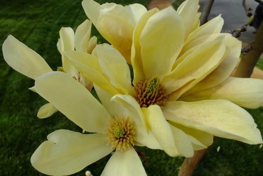 Магнолия Йеллоу