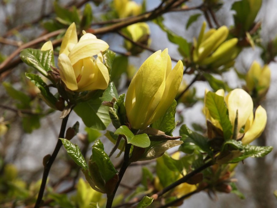 Магнолия кустовая желтая