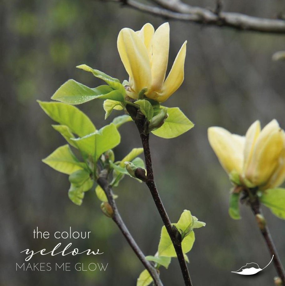 Магнолия еллоу берд