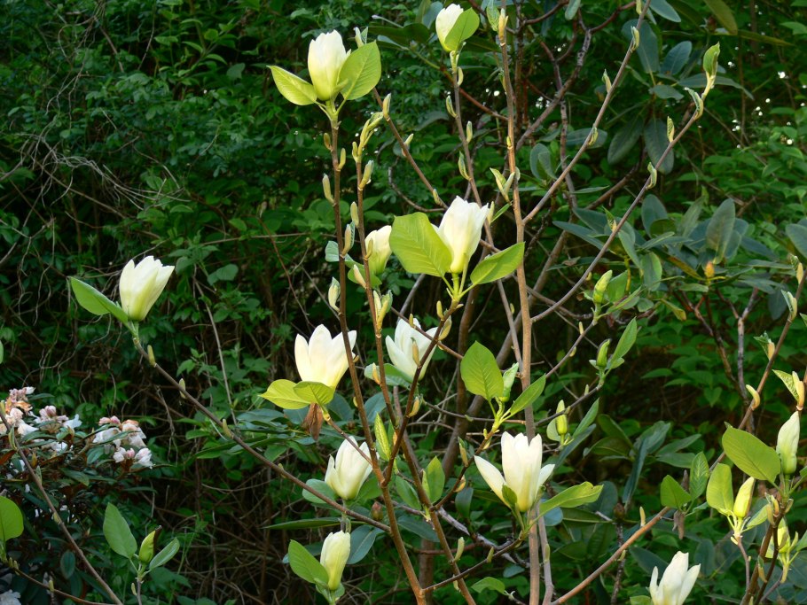 Магнолия дерево Йеллоу лантерн