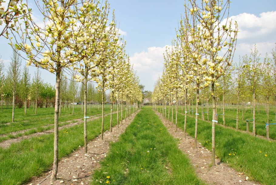 Магнолия желтая река и желтая птица различия