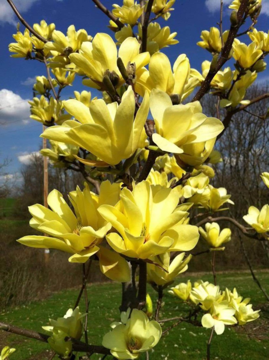 Магнолия Magnolia Yellow River
