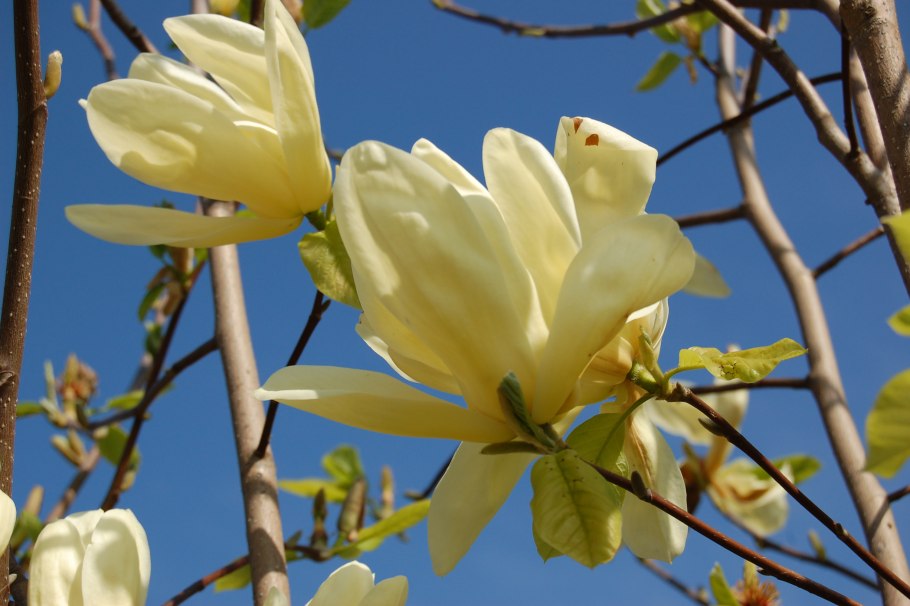 Магнолия Еллоу Берд