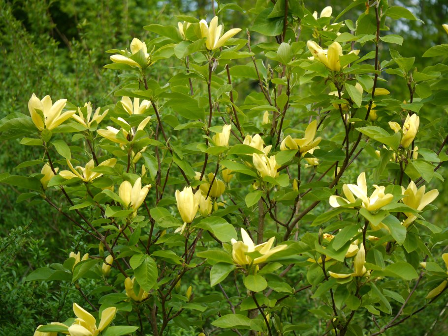 Магнолия Daphne (Дафни)