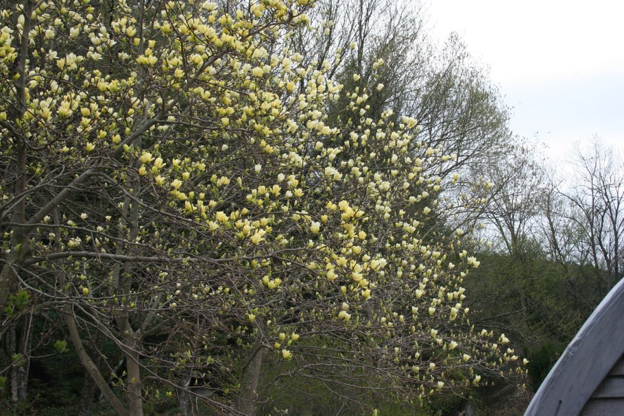 Магнолия Еллоу