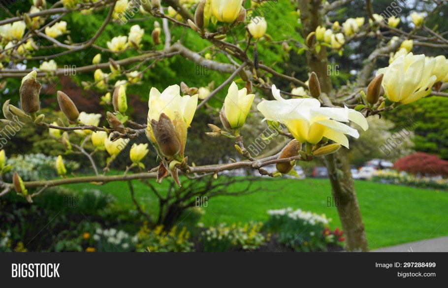 Магнолия кустарник желтая