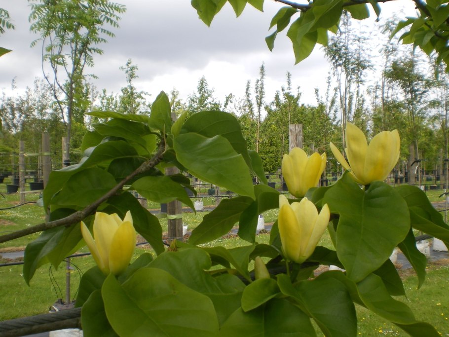 Магнолия 'Golden Endeavour'