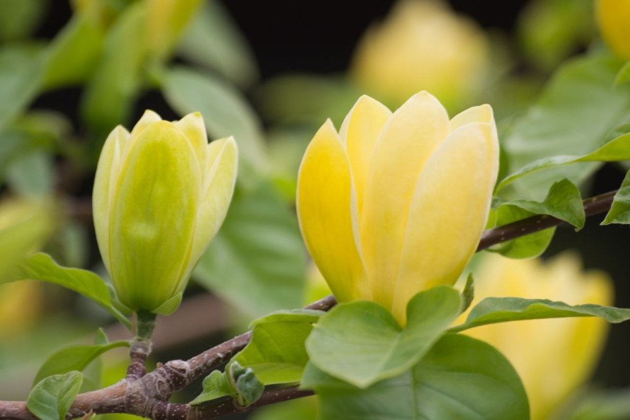 Магнолия Бруклинская Еллоу Берд