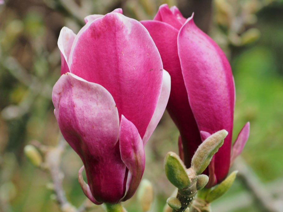 Кустарник похож цветами на магнолию