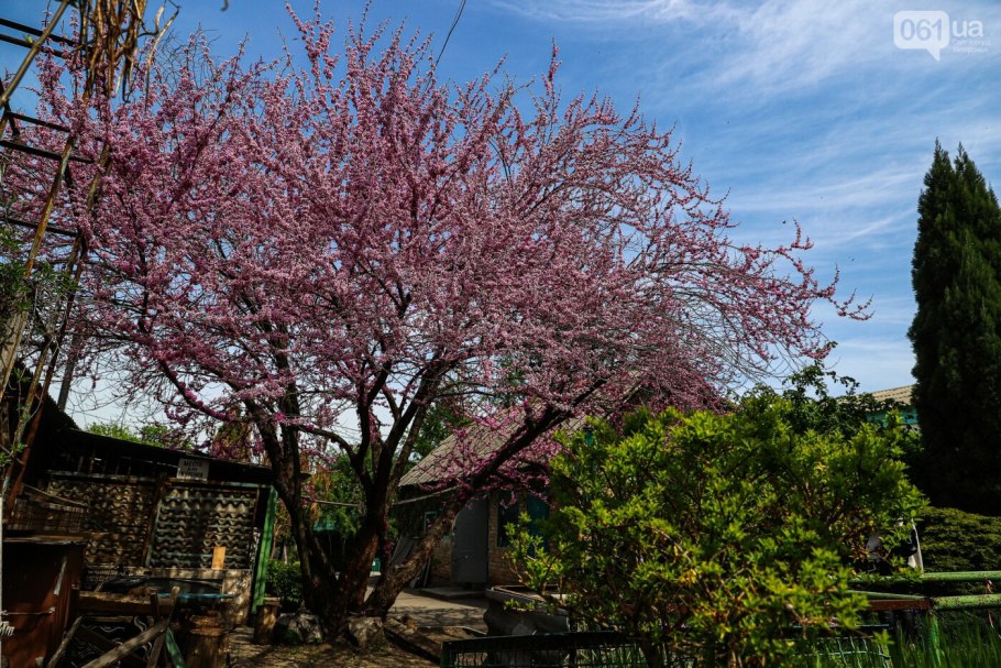 Магнолия Йеллоу Берд