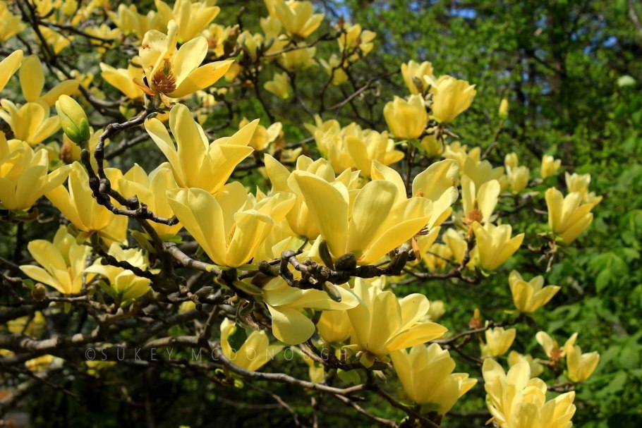 Магнолия Magnolia Yellow River