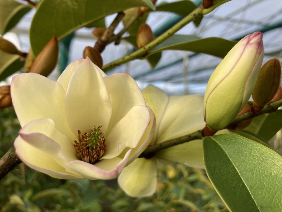 Магнолия Yellow River