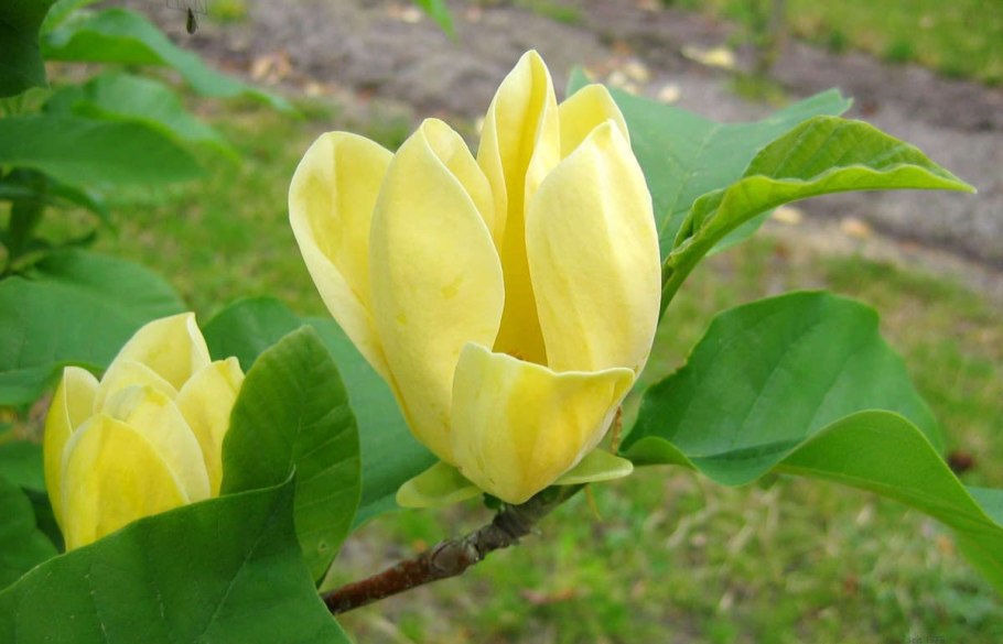 Magnolia denudata Yellow River 'Fei Huang'