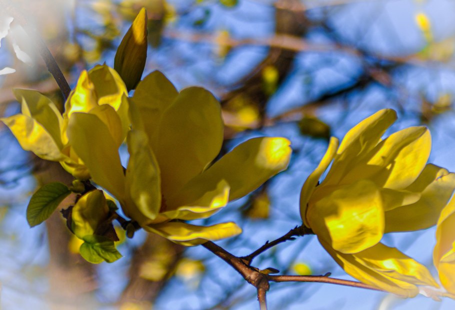 Магнолия yellow bird