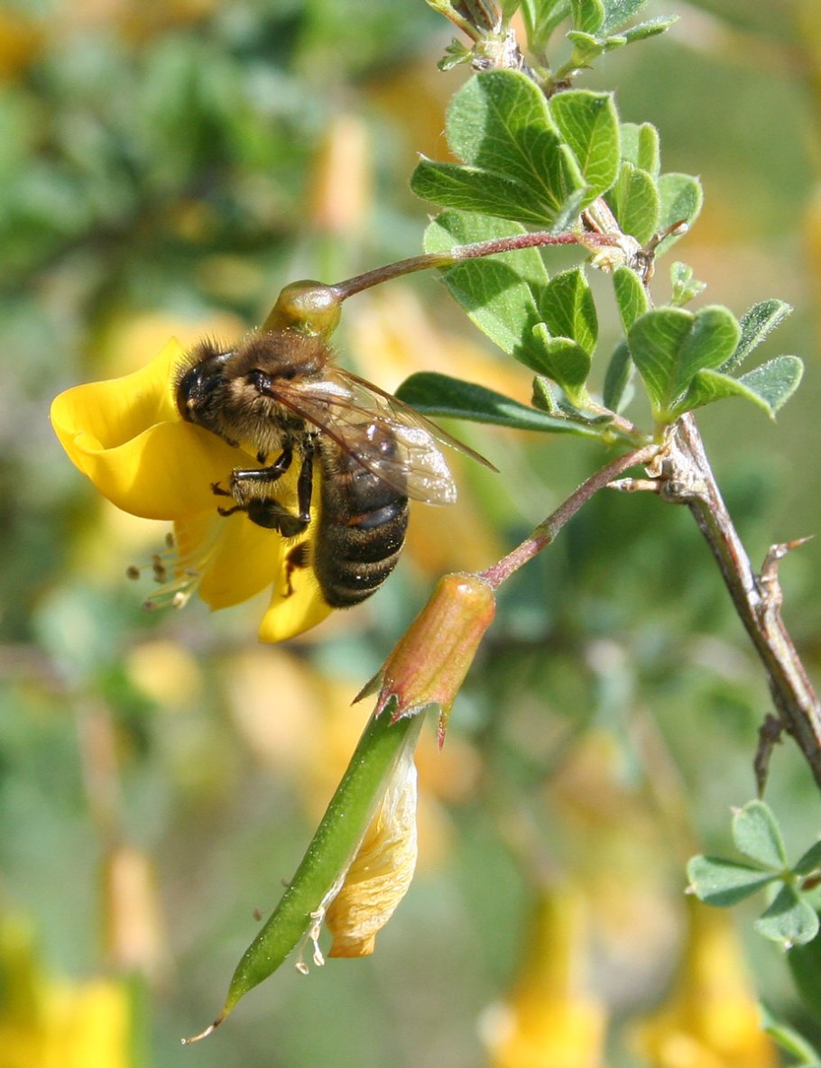 Карагана Степная