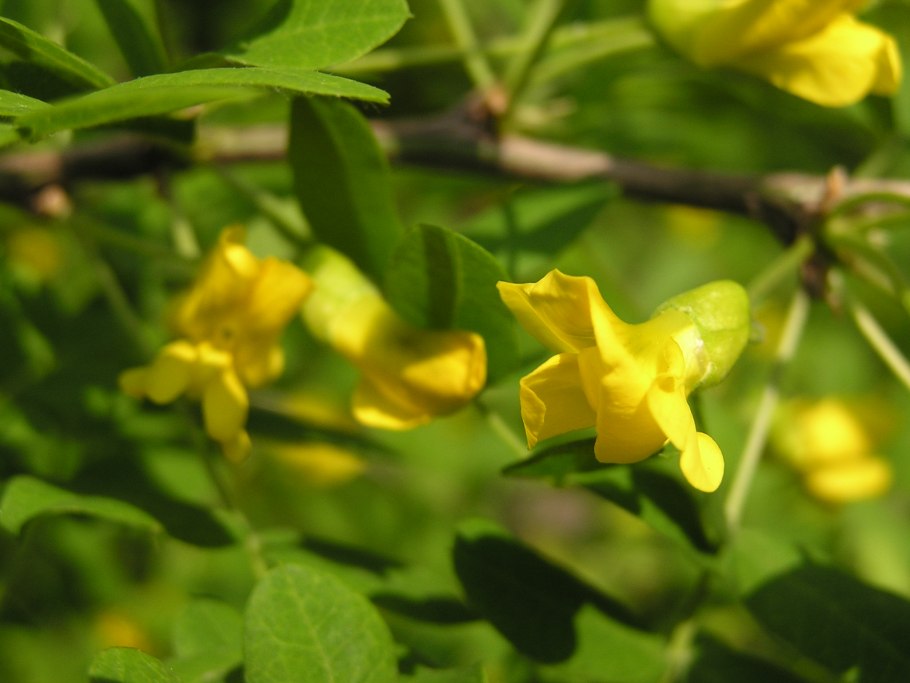 Карагана кустарниковая Дикая Алтайская