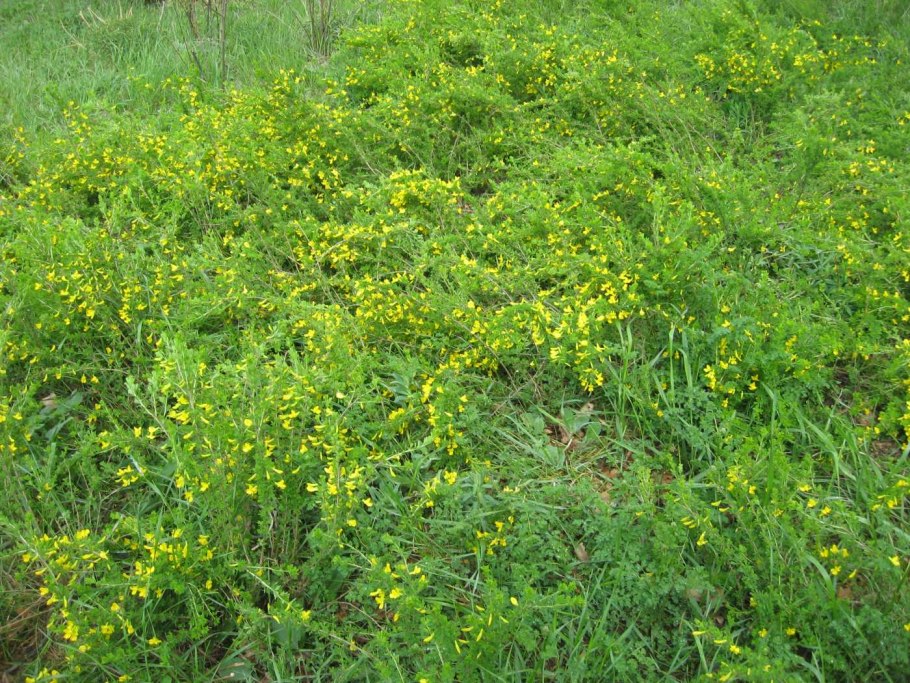 Карагана плоды