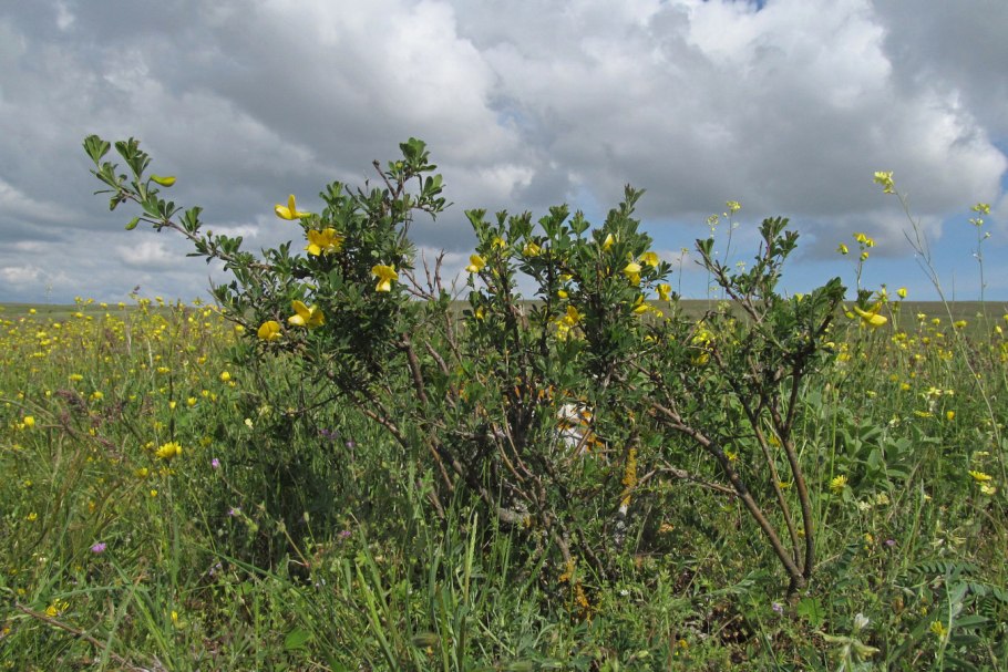 Карагана кустарниковая плод