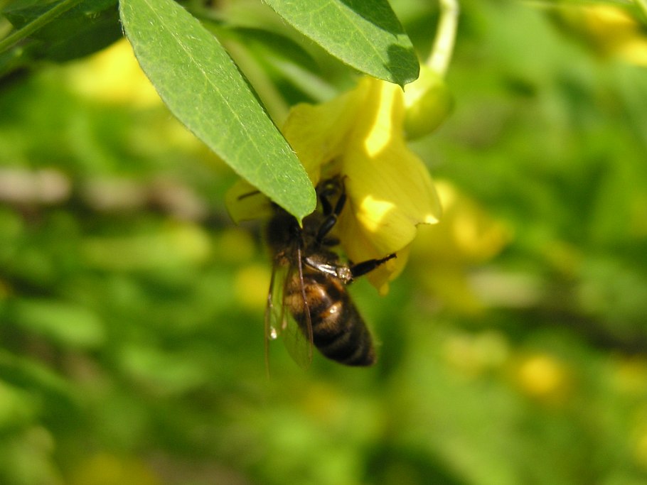 Карагана древовидная купить