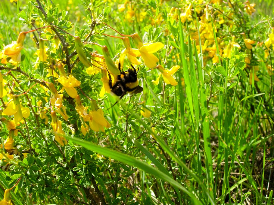 Жёлтая Полевая Чилига