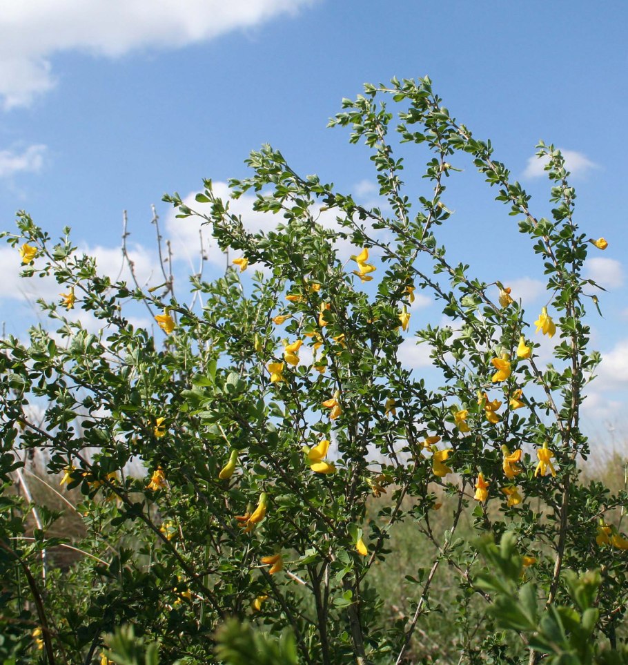 Карагана многолистная