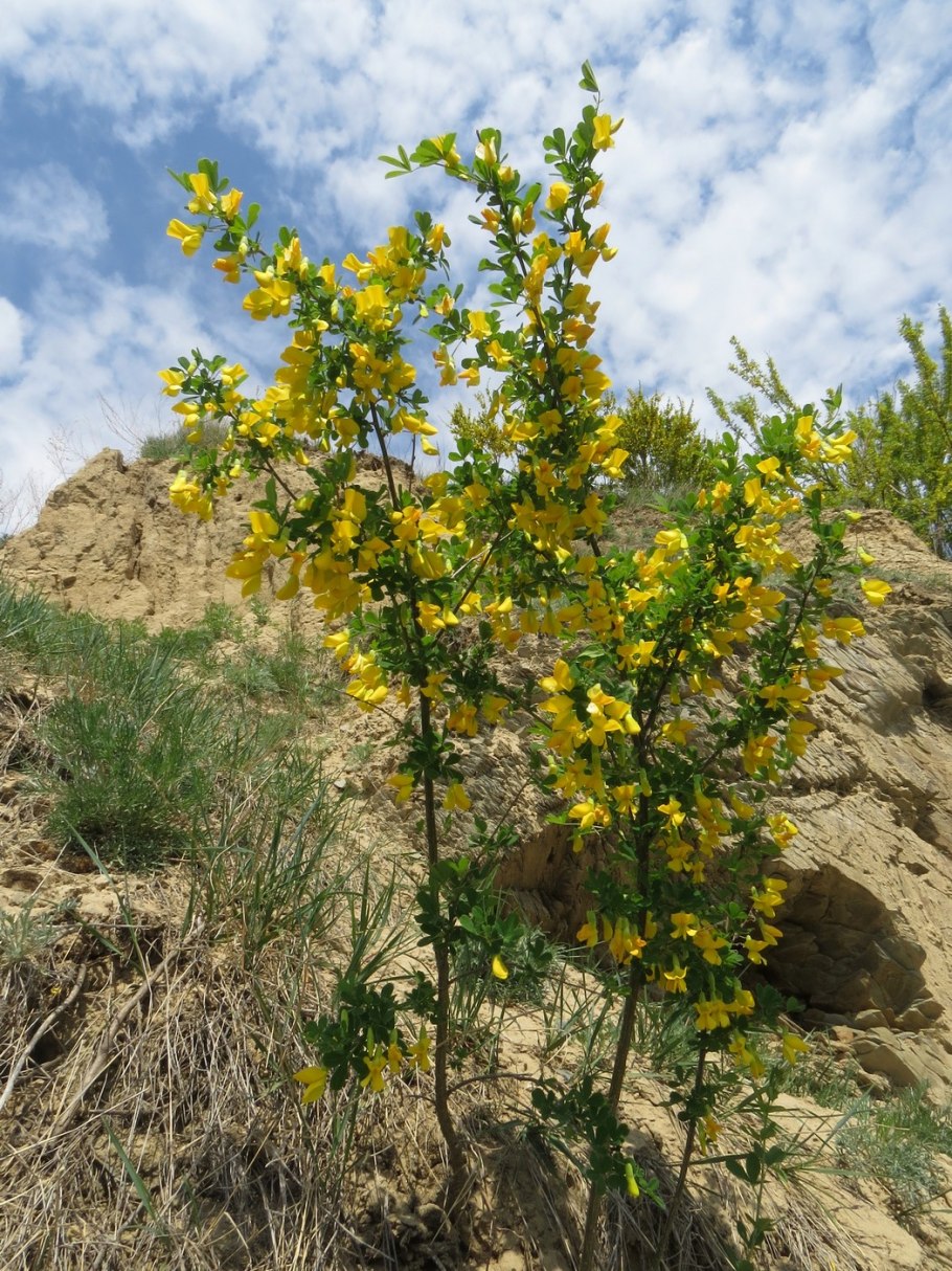 Карагана древовидная заросли