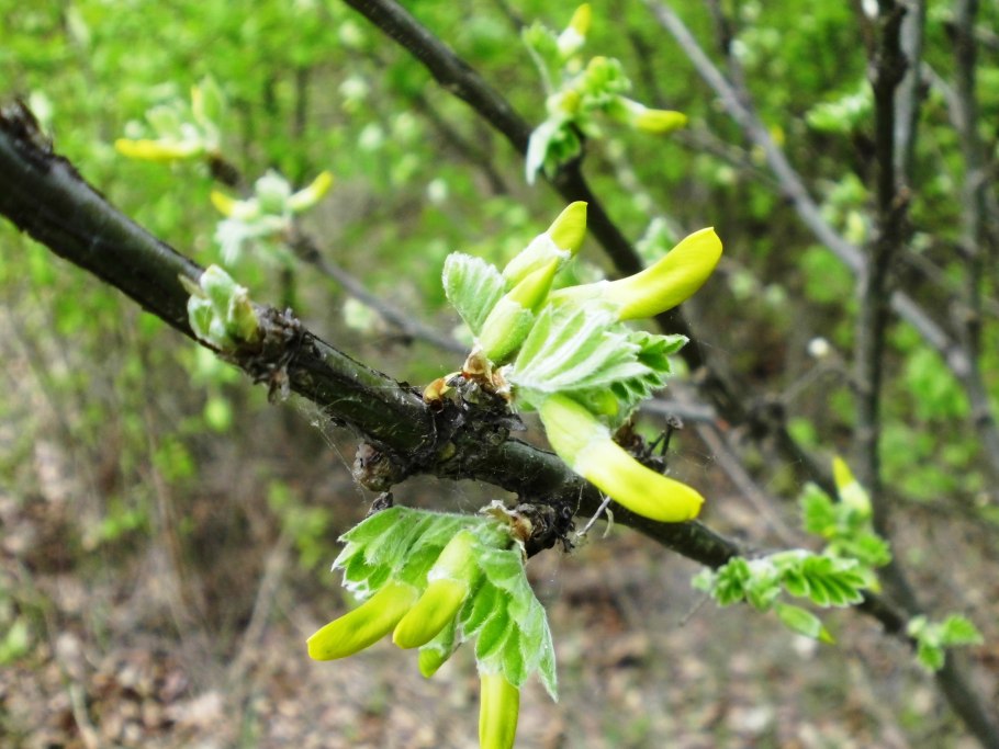 Caragana aurantiaca Карагана золотистая