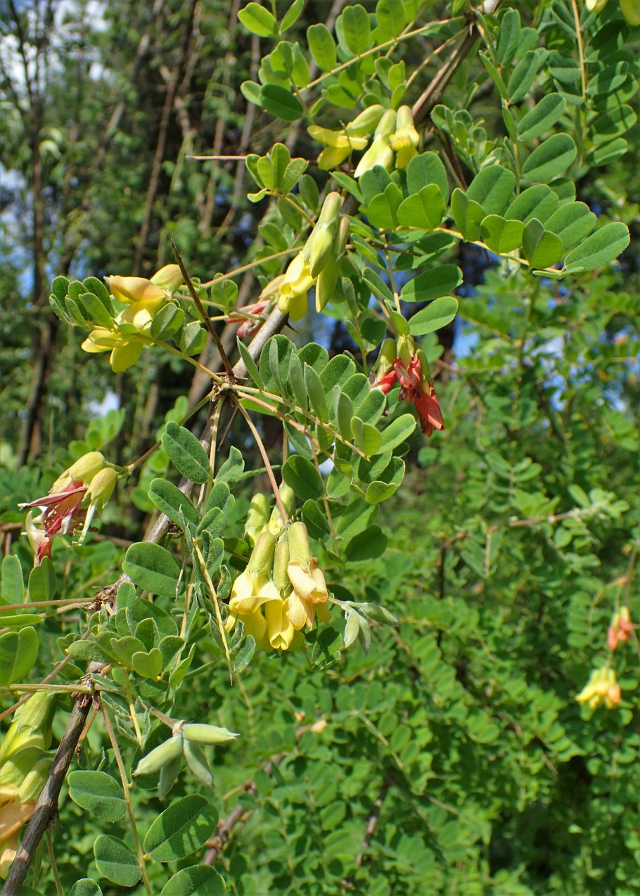 Карагана мелколистная