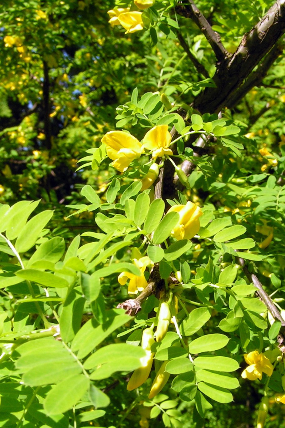 Карагана многолистная